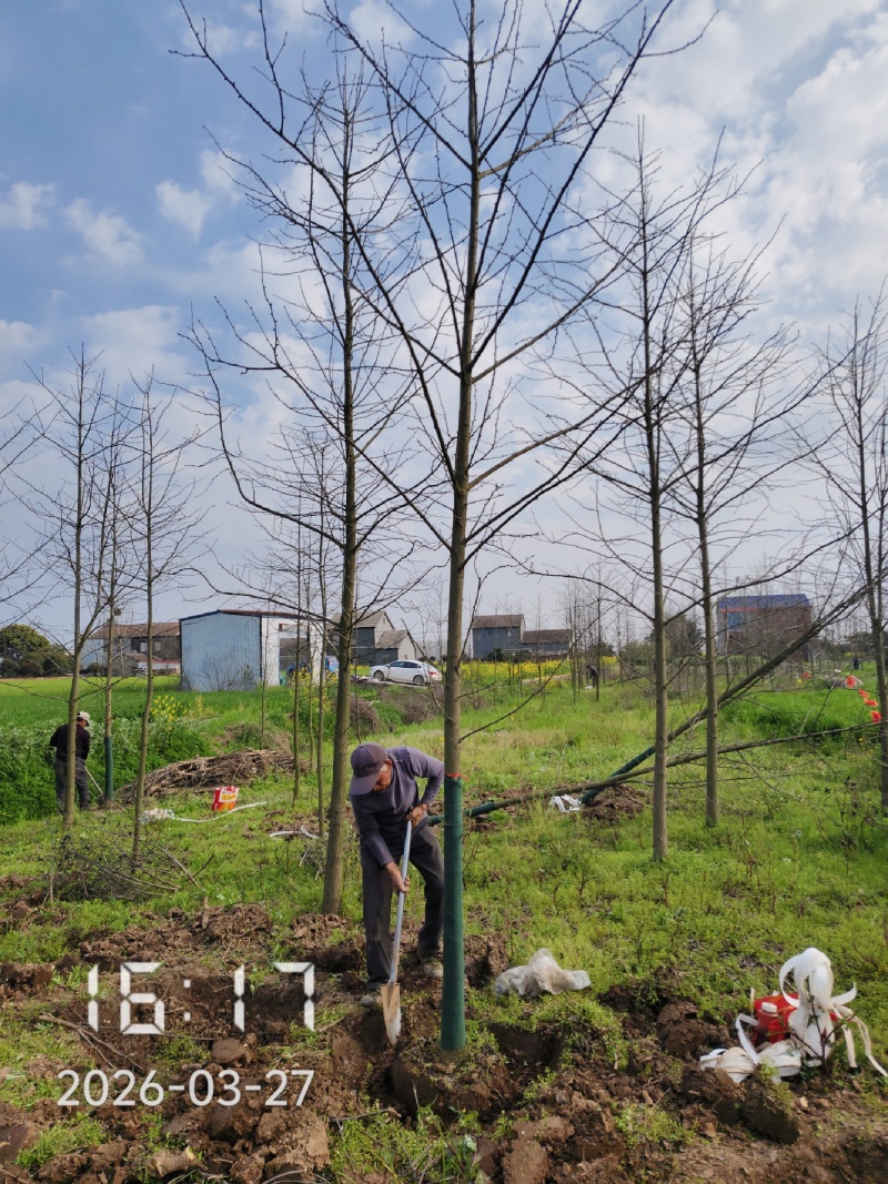 9公分银杏树，银杏，银杏基地，白果树出售
