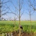 9公分银杏树，银杏，银杏基地，白果树出售
