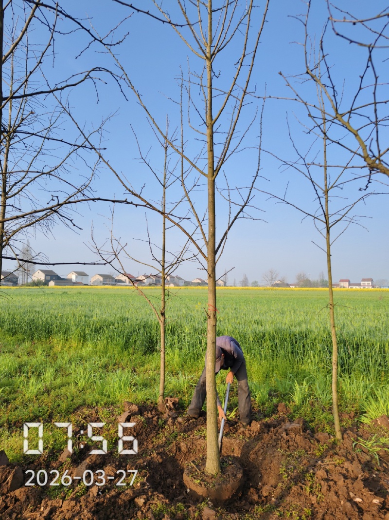9公分银杏树，银杏，银杏基地，白果树出售