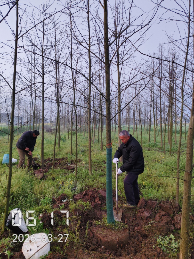 9公分银杏树，银杏，银杏基地，白果树出售