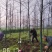 9公分银杏树，银杏，银杏基地，白果树出售