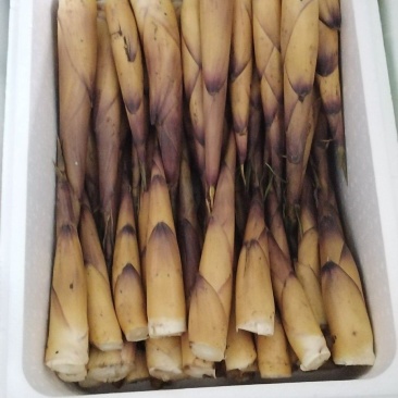 叙永苦竹笋家乡特产，家乡味家乡情！