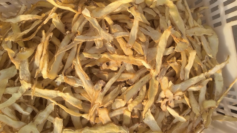 湖南玉竹大选片新鲜无硫玉竹干货自有基地种植玉竹干片