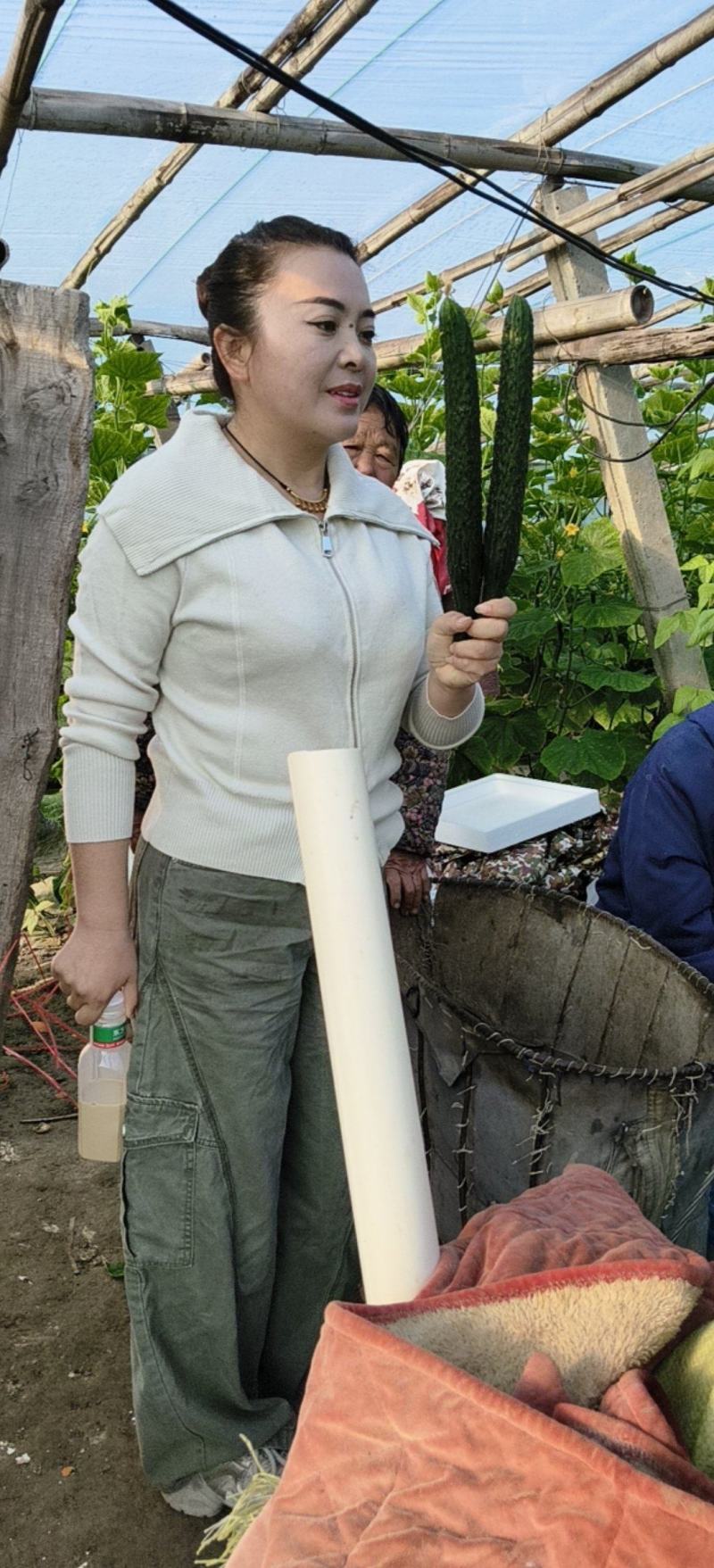 夏邑密刺黄瓜大量上市