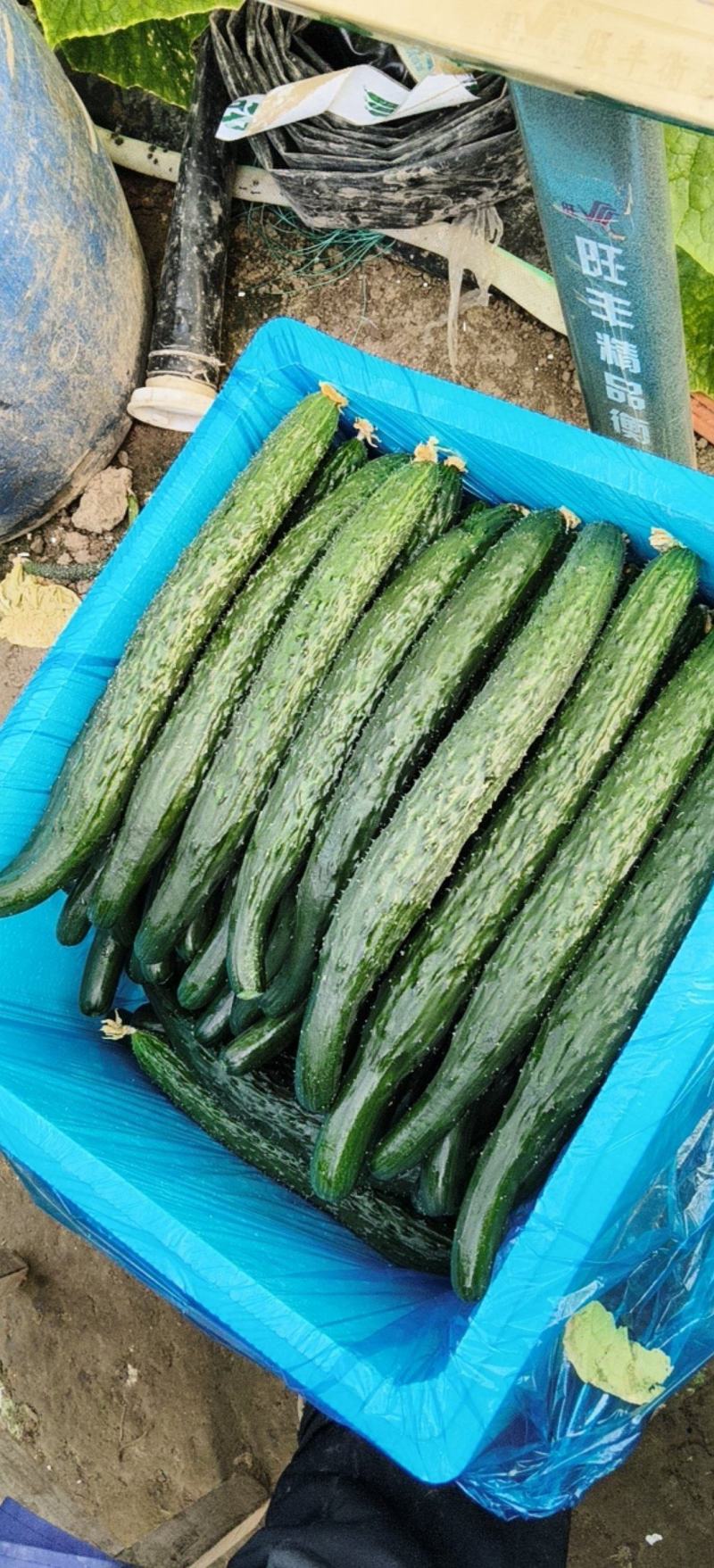 夏邑密刺黄瓜大量上市
