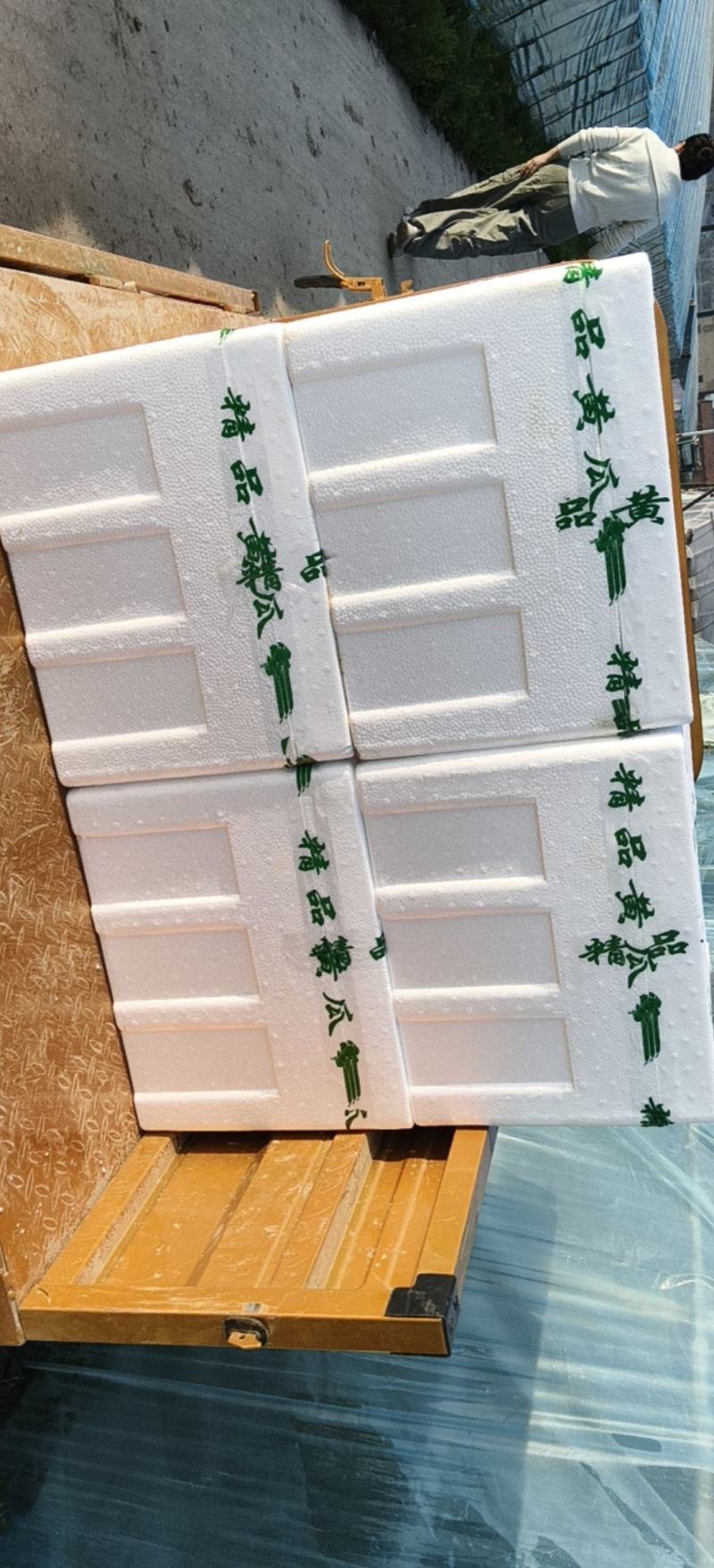夏邑密刺黄瓜大量上市