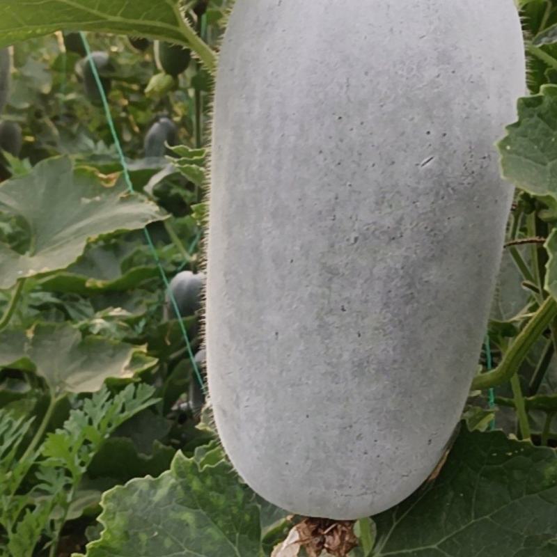 迷你水果冬瓜