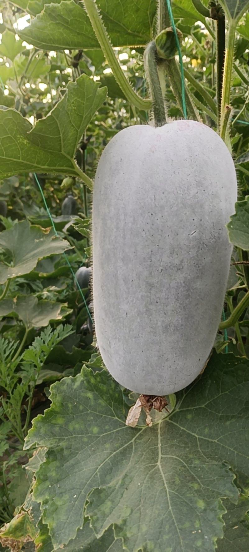 迷你水果冬瓜