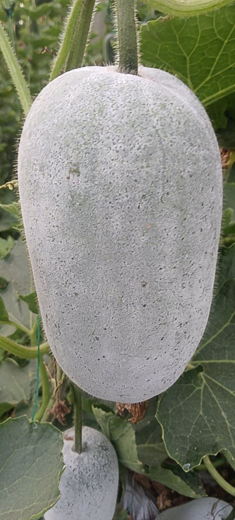 迷你水果冬瓜