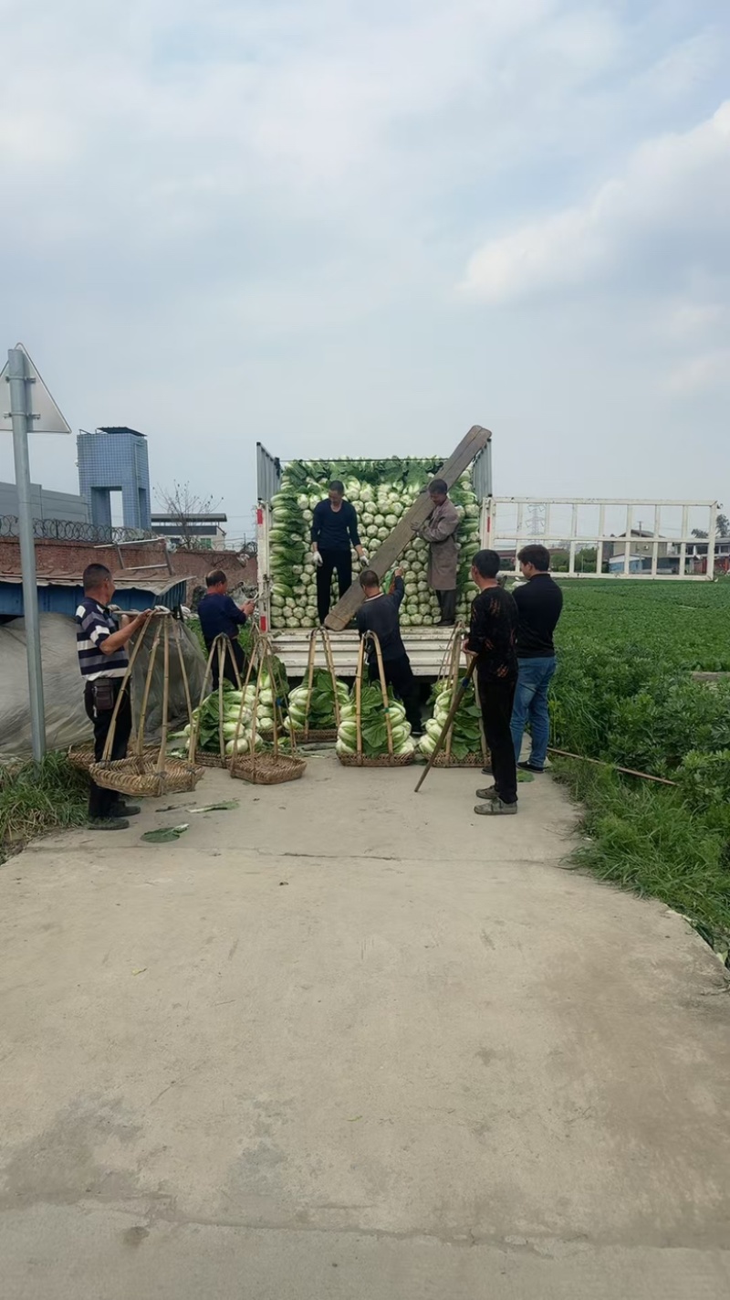白菜万亩基地，全国代收代卖，对接批发商超，货源稳定