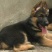 【精品德牧犬警犬系列】德牧犬德牧幼犬赛级德国牧羊犬
