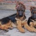 【精品德牧犬警犬系列】德牧犬德牧幼犬赛级德国牧羊犬