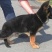 【精品德牧犬警犬系列】德牧犬德牧幼犬赛级德国牧羊犬