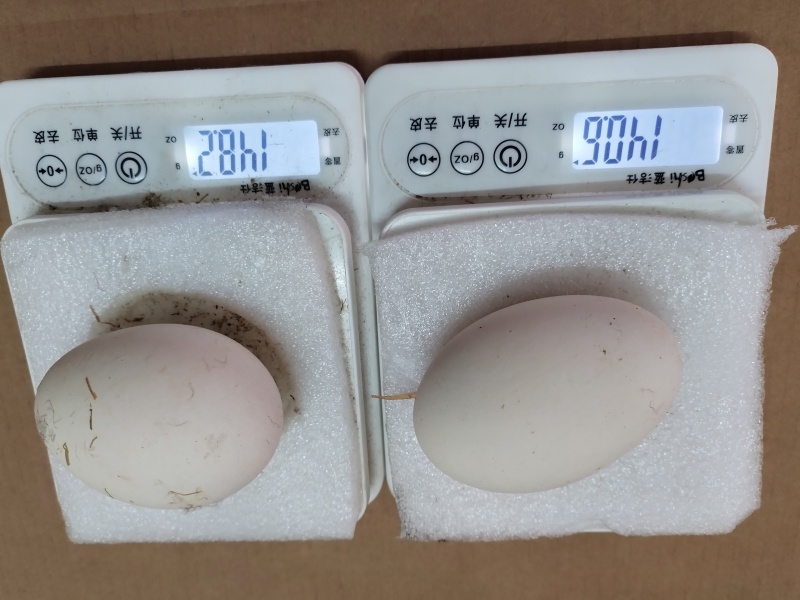 新鲜鹅蛋。