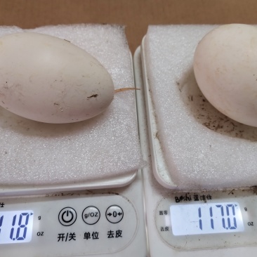 新鲜鹅蛋。