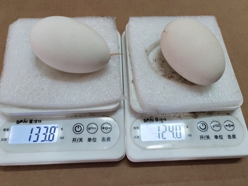 新鲜鹅蛋。