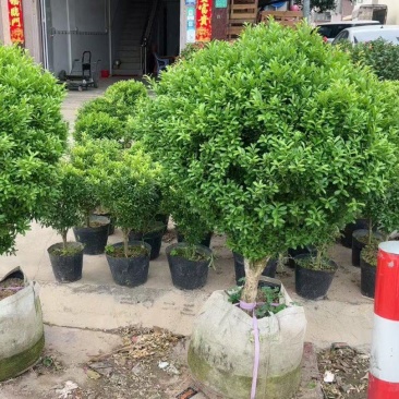 黄杨球