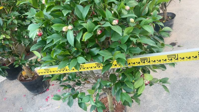 赤丹茶花