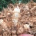 湖南玉竹特选片新鲜无硫玉竹干货自有基地种植玉竹干片
