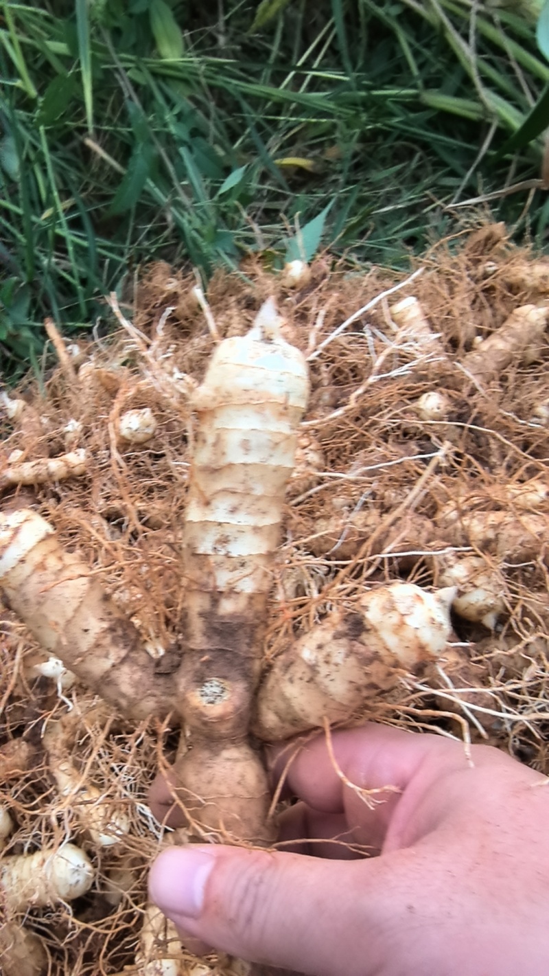湖南玉竹特选片新鲜无硫玉竹干货自有基地种植玉竹干片