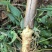 湖南玉竹特选片新鲜无硫玉竹干货自有基地种植玉竹干片