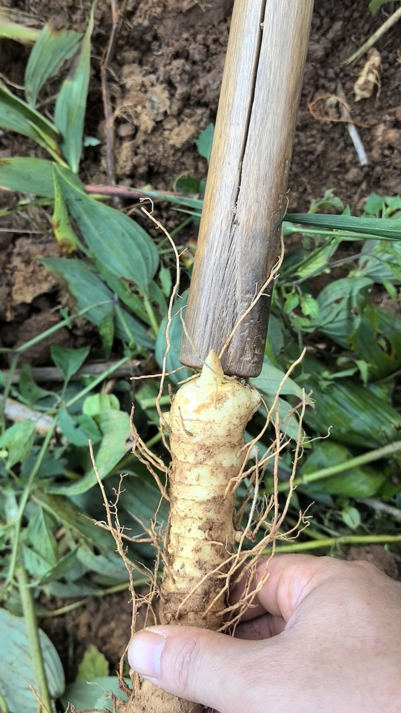 湖南玉竹特选片新鲜无硫玉竹干货自有基地种植玉竹干片
