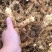 湖南玉竹特选片新鲜无硫玉竹干货自有基地种植玉竹干片