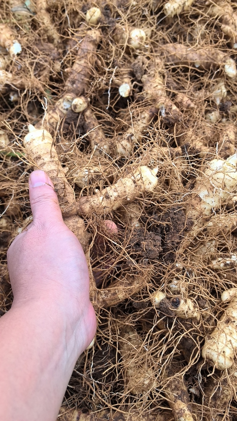 湖南玉竹特选片新鲜无硫玉竹干货自有基地种植玉竹干片