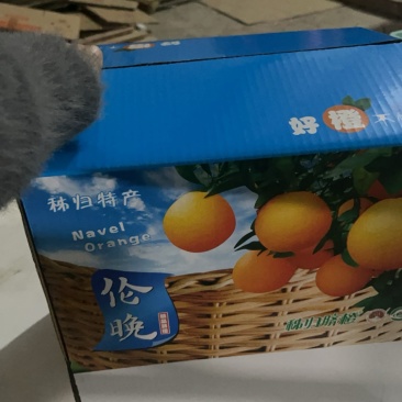 五斤九斤整箱包邮一件代发
