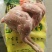 大日期东北种母鸡小白条50吨箱装10.8公斤