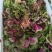 湖北新鲜红苋菜，新鲜蔬菜，蔬菜产地大量上市，品质保证