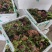 湖北新鲜红苋菜，新鲜蔬菜，蔬菜产地大量上市，品质保证
