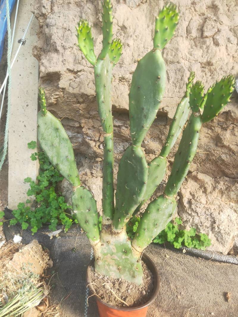 龙爪掌基地直销