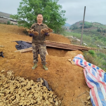 正宗贵州小黄姜，坡地种植，农家辛辣土姜