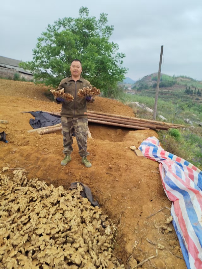 正宗贵州小黄姜，坡地种植，农家辛辣土姜