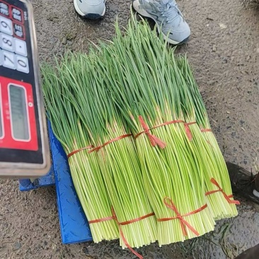 蒜薹大量供应市场电商均可支持视频看货欢迎下单联系