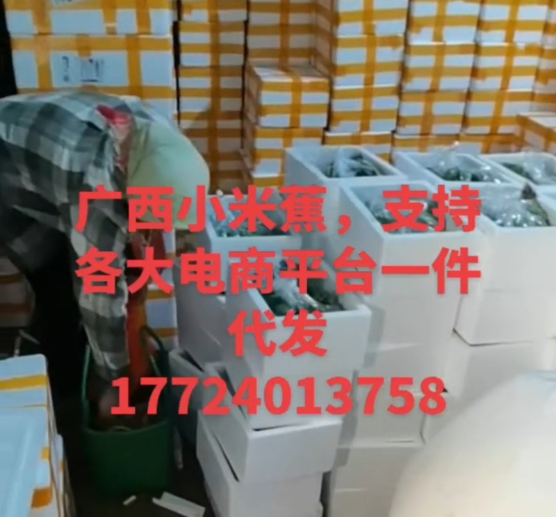 广西新鲜小米蕉，一件代发，团购，全平台一件代发