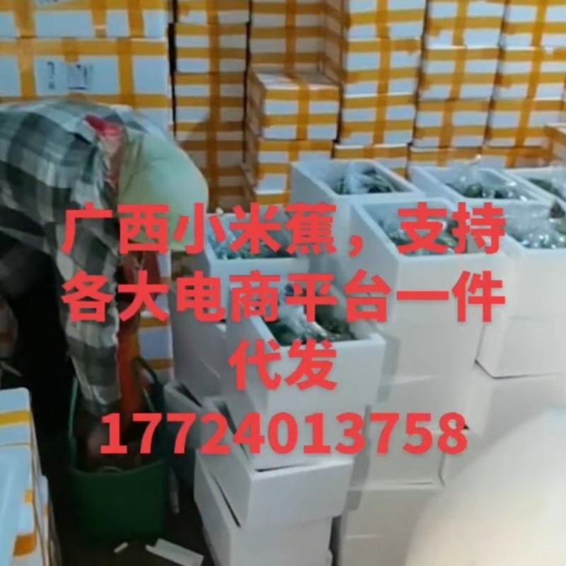 广西新鲜小米蕉，一件代发，团购，全平台一件代发
