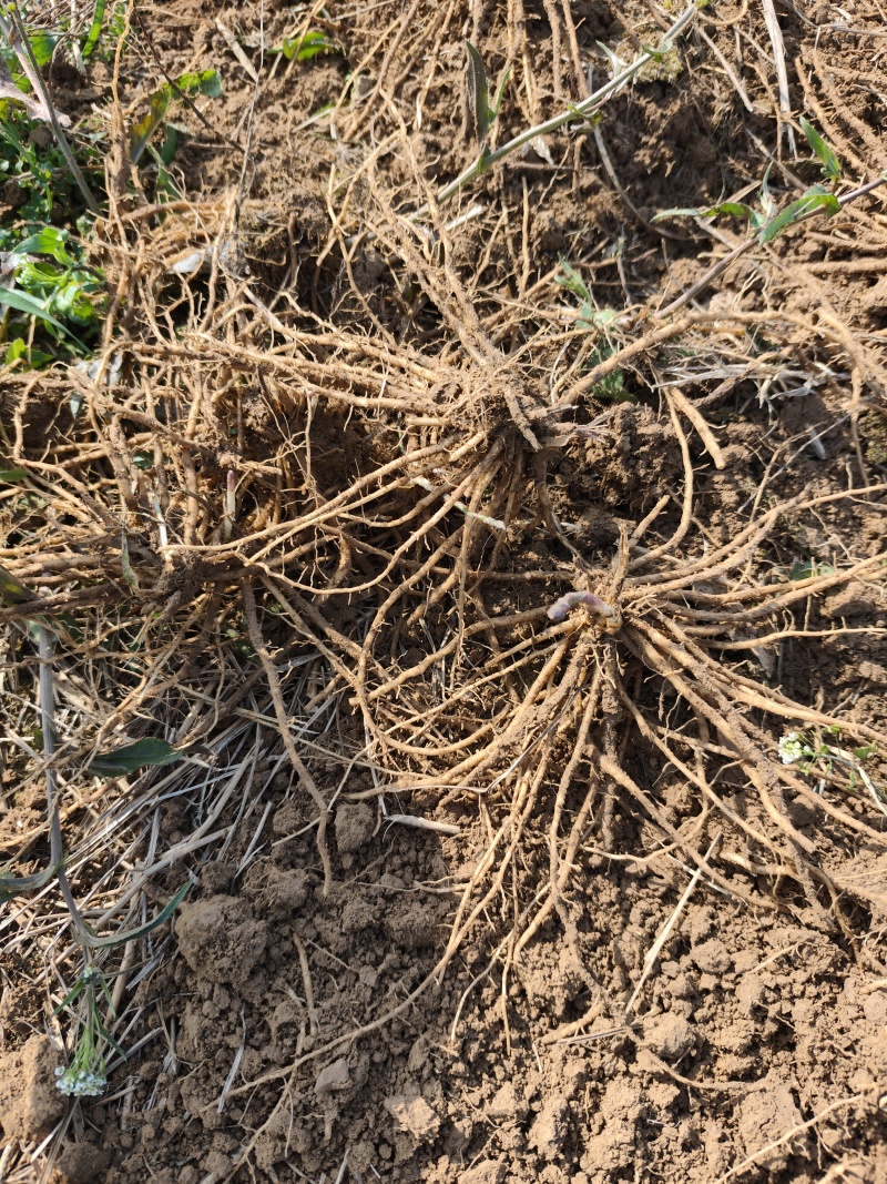 【电商用苗】批发春季芦笋根苗四季有货地栽苗通货