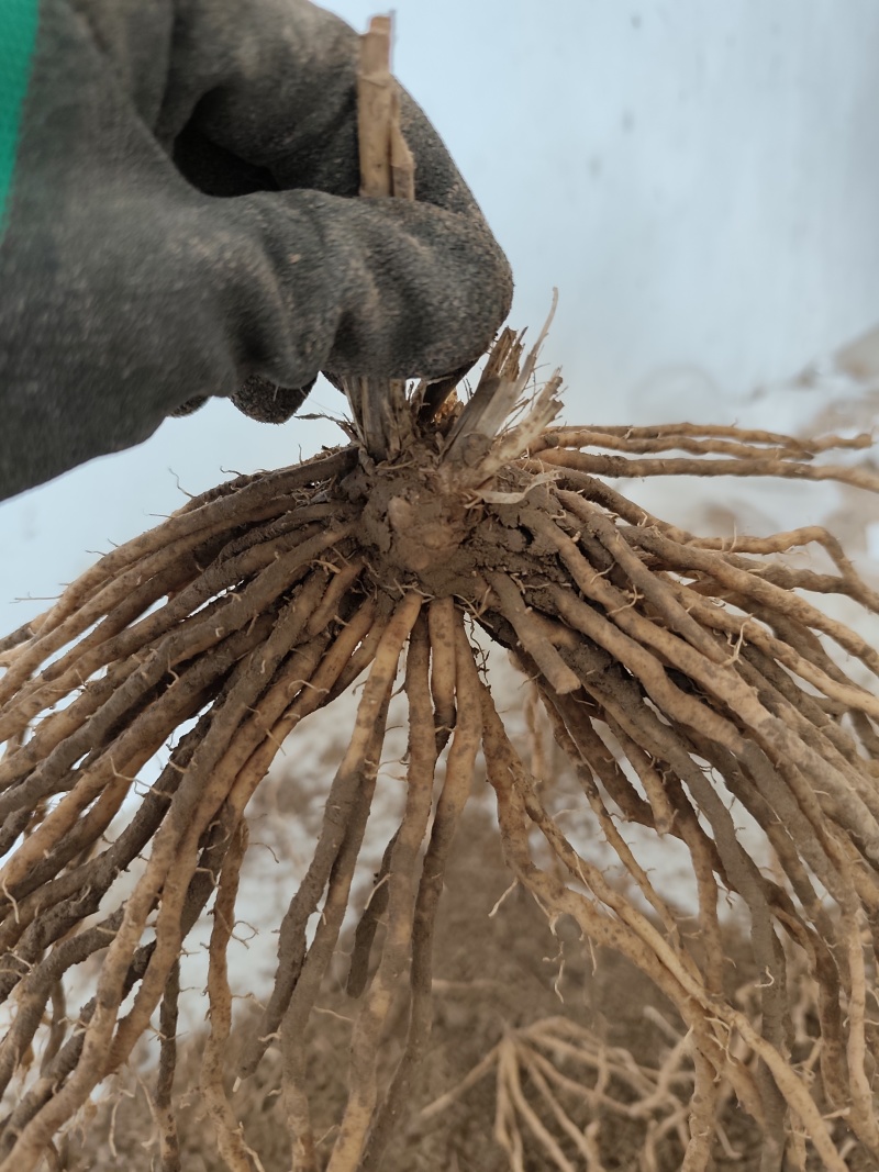 【电商用苗】批发春季芦笋根苗四季有货地栽苗通货