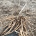 【电商用苗】批发春季芦笋根苗四季有货地栽苗通货