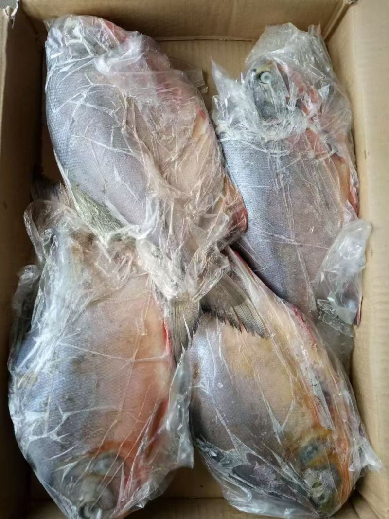 红鲳鱼