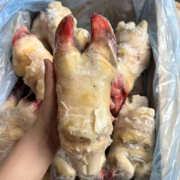 生牛蹄
