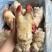 生牛蹄