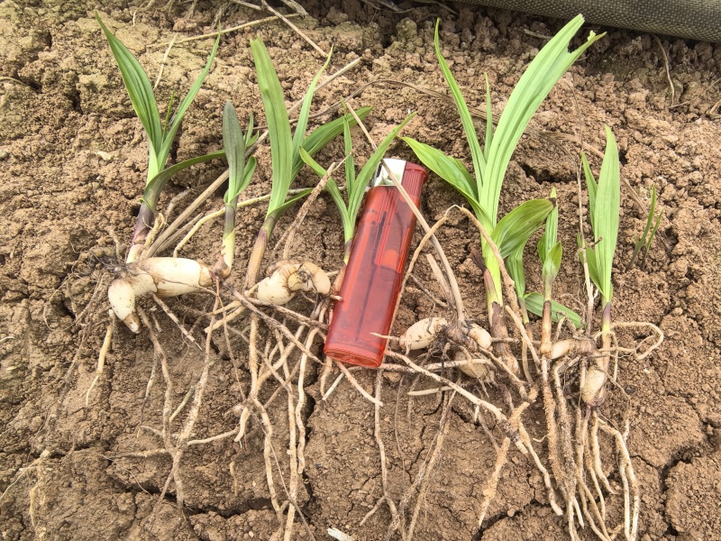 两年白芨驯化苗
