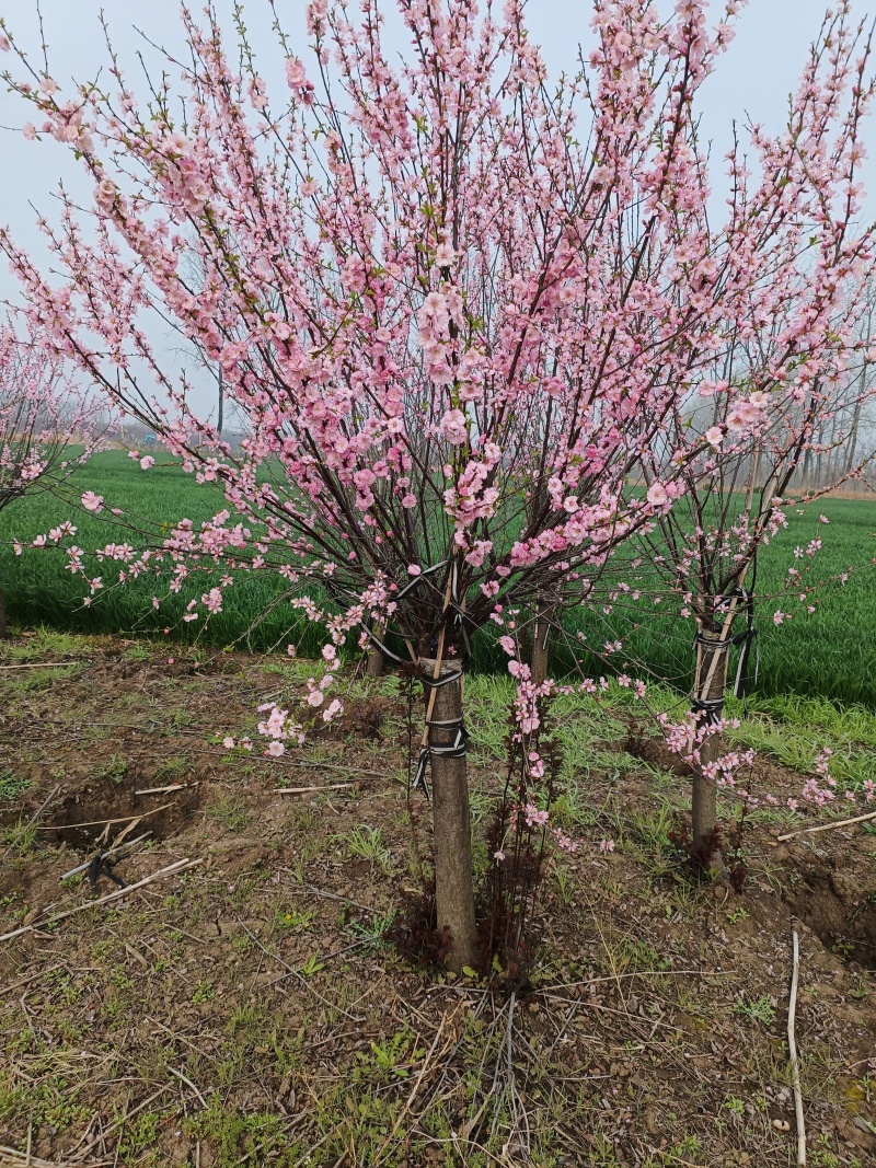 10公分榆叶梅