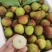 海南妃子笑