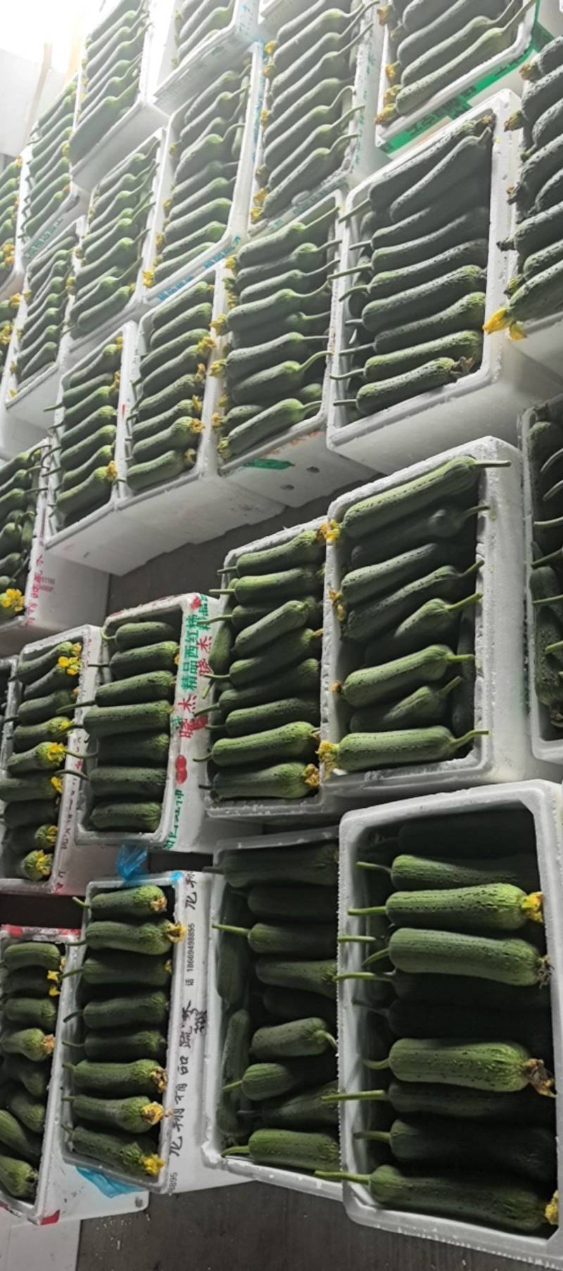 精品肉丝瓜（带鲜花）