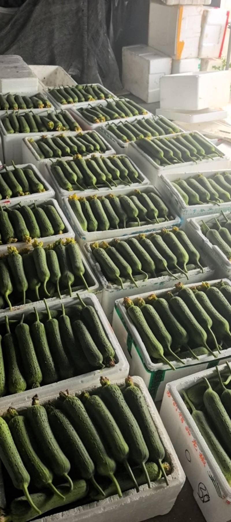 精品肉丝瓜（带鲜花）