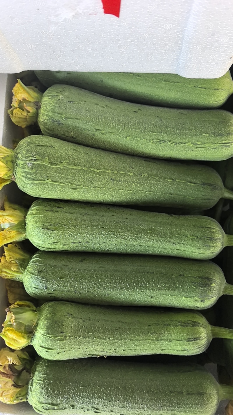 精品肉丝瓜（带鲜花）